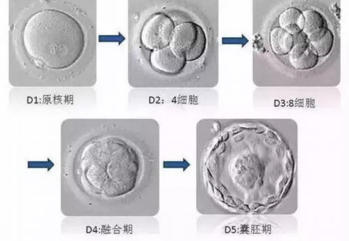 上海单身代怀好处 上海三代试管婴儿如何节省费用? ‘怀孕b超图形看男女’