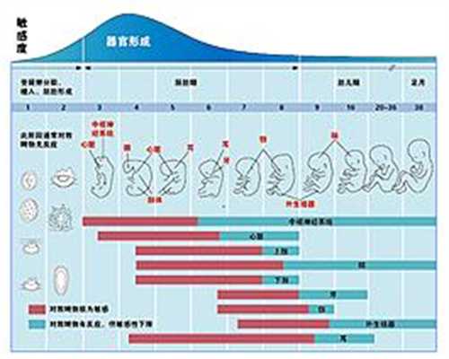 胎儿几个月开始有听力_助孕公司 广州