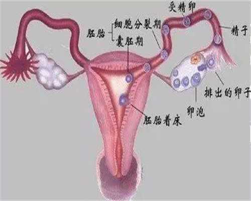 上海代孕付款流程_上海代孕总部在哪？_同一只狗