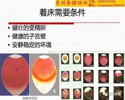 上海有没有正规的代孕_上海代孕合法_吃螃蟹的禁