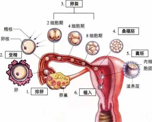 上海专业代生小孩联系方式_上海代怀孕正规_上海