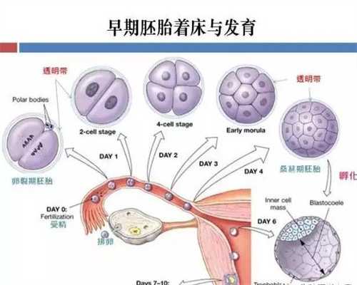 上海哪里有助孕_上海代生儿子生殖_上海人工助孕
