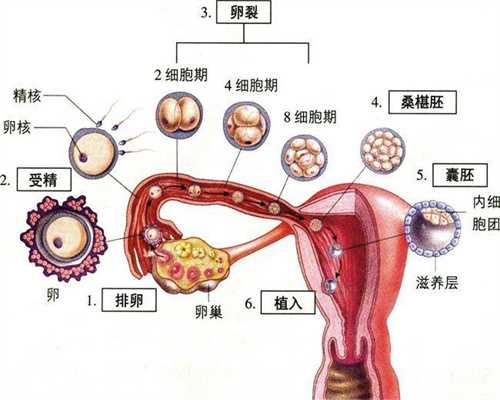 上海代怀孕价格_上海代孕宝宝机构_上海正规代孕