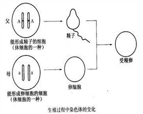 上海代怀孕中心_上海捐卵去哪里_上海助孕中心