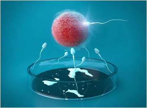 子宫切除试管_染色体异常胎停孕|有卵巢早衰在临沧市有能做借卵试管生男孩的